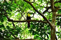 Sloth Forest Tour, Organic Coffee and Chocolate Tour & Waterfall