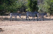A Private Game Drive White Rhino Short walk 