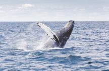 Waikiki Whale Watch & Cultural Stories: Sightings Guaranteed