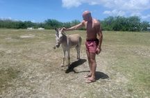 Saona Island Premium Discovery Tour from Punta Cana or Bayahíbe