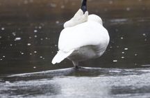 Private/VIP Wildlife Winter Safari of Yellowstone