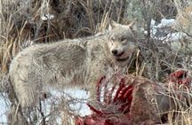 Private/VIP Wildlife Winter Safari of Yellowstone