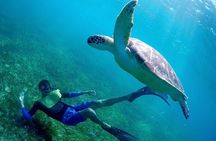 Cancun Snorkeling Adventure: Turtles, Reefs & Underwater Wonders