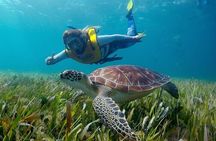 Cancun Snorkeling Adventure: Turtles, Reefs & Underwater Wonders