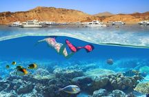 From Reefs to White Sands: A Ras Mohammed & White Island Journey