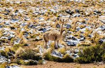 Guided tour to the Tatio Geyser breakfast at Geyser Blanco