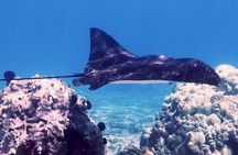 Guided Snorkeling for Beginners with Flotation Wetsuit
