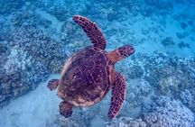Guided Snorkeling for Beginners with Flotation Wetsuit