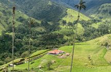 1 Day Private Tour in Cocora Valley Hike 