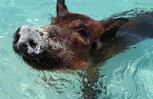 Private 3 hour Swimming Pigs and Snorkeling 