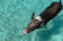 Private 3 hour Swimming Pigs and Snorkeling 