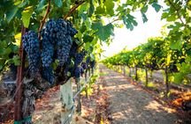Full Day Private Cyprus Wine Tour from Alaminos