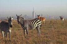 Half Day Private Tour in Nairobi National Park with Admission
