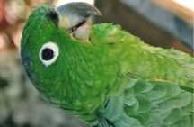 Day tour in the Puyopungo Amazon Rainforest
