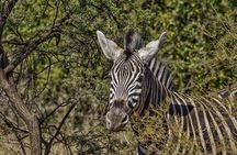 Full-Day Shared Kruger National Park Safari from Hoedspruit