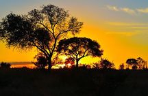 Full-Day Shared Kruger National Park Safari from Hoedspruit