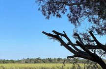  Crystal River Boat Tour 