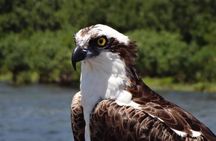  Crystal River Boat Tour 