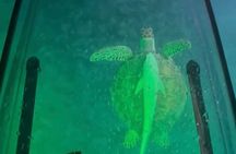 Night Kayak Tour St. Thomas - Westin Frenchman's Reef