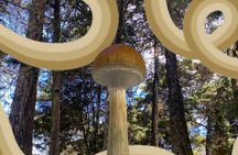Nature Exploration and Healing Sounds in Santa Elena