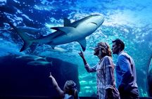 Night at the Aquarium Tour 