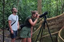 Birdwatching tour in Carara National Park