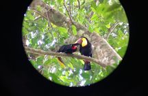Birdwatching tour in Carara National Park