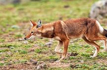 3 Day Bale Mountains Tours