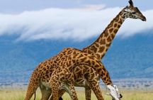 5 Day Garden Route Small Group Tour Fr CapeTown - Departs Mondays