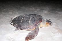 Boa Vista Turtle Watching Tour