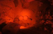 Boa Vista Turtle Watching Tour