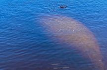 Dolphin and Manatee Kayak Tour of Daytona Beach