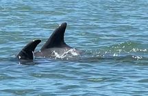 4-Hour Mangrove Island and Dolphin Watch Sandbar in Fort Pierce