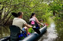6-Hr Tropical Mangroves, Coastal River and Ocean Wildlife Watch 