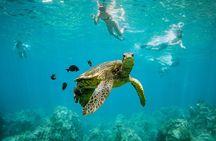 Discover the Magic of Coral Garden’s Turtle Town - Maalaea Harbor