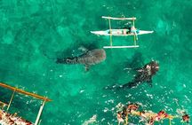 From Cebu: Oslob Whale Shark Swimming & Moalboal Sardine Run Tour
