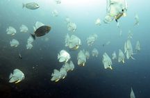 Full Day Diving Activity in Thailand with Lunch