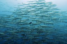 Full Day Diving Activity in Thailand with Lunch
