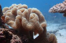 Dive Trip Experience in Koh Tao