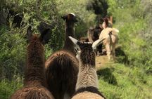 Half Day Andean Llama Trek in the Sacred Valley 