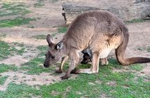 Private Blue Mountains Day Trip VIP from Sydney luxury