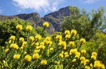 Kirstenbosch Garden, Bo-Kaap-Penguins & Cape of Good Hope Tour