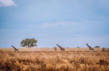 Mikumi National Park: Full-Day Safari (SGR transfer to Morogoro)