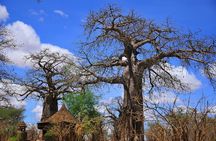 Mikumi National Park: Full-Day Safari (SGR transfer to Morogoro)