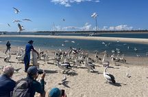 Surfers Paradise to Wavebreak Island Pelican Cruise + Picnic