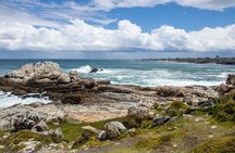 Whale Wonders: Majestic Marine Adventures in Hermanus