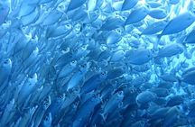 From Cebu: Oslob Whale Shark Swimming & Moalboal Sardine Run Tour