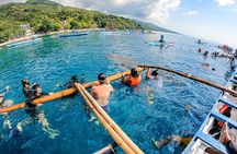 Oslob Whale Sharks and Moalboal Sardine Run, Sea Turtles Tour