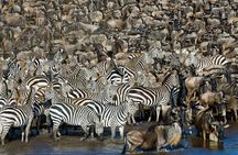 3-Day fly in Private Safari in Serengeti and Ngorongoro