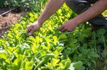 Culinary Agristory in Vathis - Kalymnos